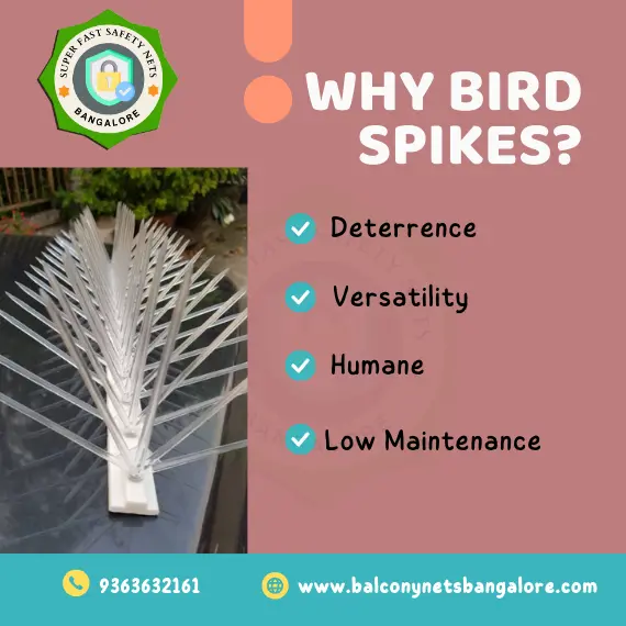 Why We Need Bird Spikes Installation